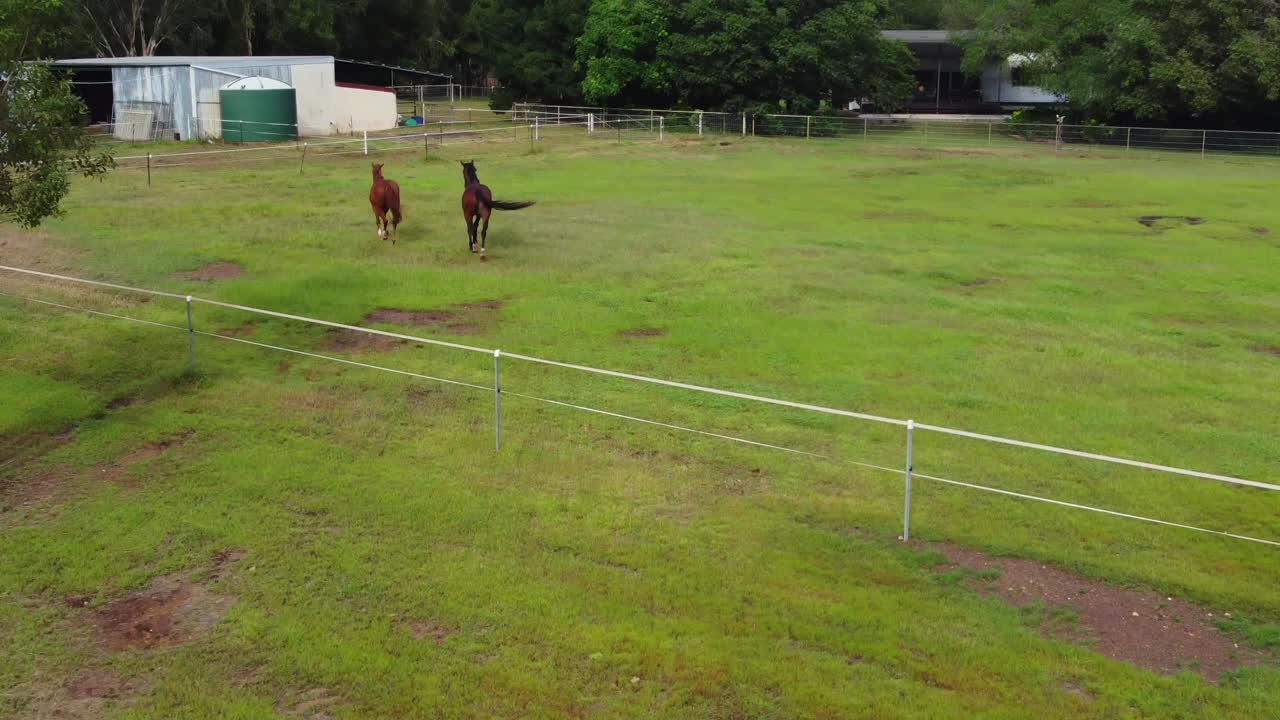 dos caballos marrones trotando en un potrero junto a un pequeño arroyo con estabulación y cobertizo en el fondo