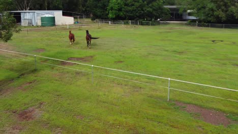 two brown horses trotting in a paddock next to a small stream with stabling and shed in the background