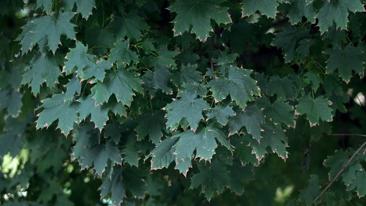 Dark green maple leaves with dried brown edges