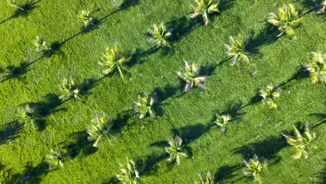 Plantación-De-Coco-En-Un-Día-Soleado-En-El-Sureste-De-Brasil