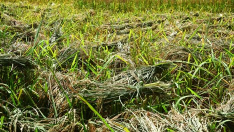 Rice-Sheaves,-newly-harvested-and-bundles-left-on-top-of-the-stalks-to-dry-under-the-sun-and-later-on-collected-to-be-milled,-typical-in-Asia