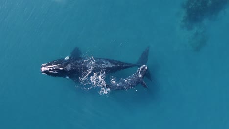 vista aérea con vistas a dos ballenas francas australes, ternero subiendo a la superficie y soplando vapor desde - cámara lenta, sobrecarga, disparo de drones