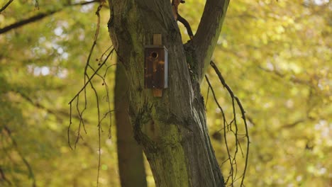 a small birdhouse on the thick knotty tree trunk