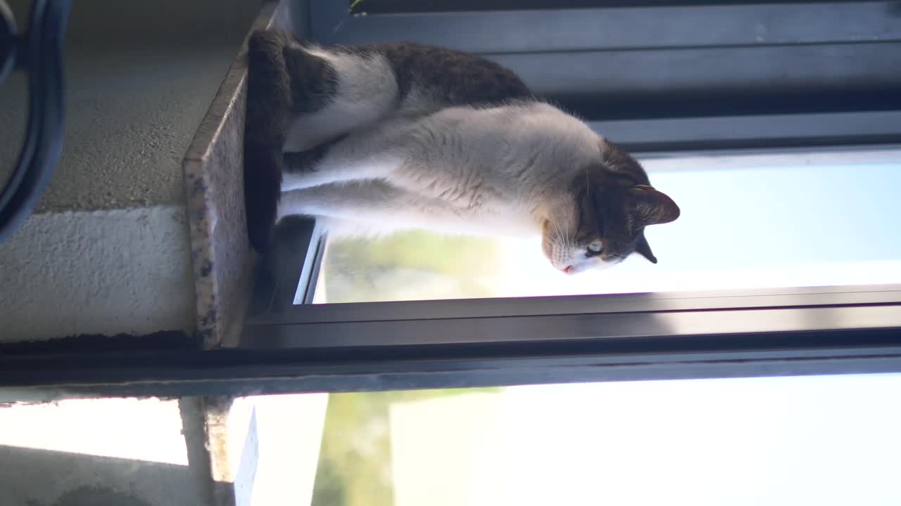 Cat sitting on a windowsill