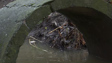 rata explorando bajo la tubería de drenaje del canal con agua contaminada, peligro de propagación de enfermedades infecciosas