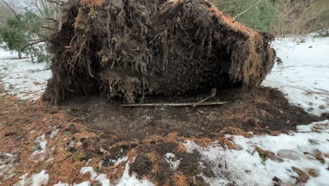 raíces que se muestran del árbol caído desarraigado de la tormenta de invierno con nieve alrededor