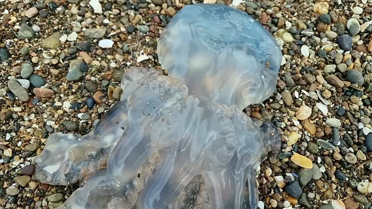 Dead transparent barrel jellyfish floating underwater on sandy gravel beach coastline close up