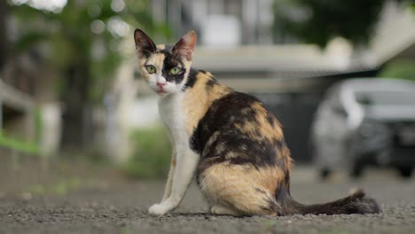 Nahaufnahme-Einer-Orange-weiß-schwarzen-Kalikokatze-Im-Heimischen-Parkgarten,-Die-Den-Ganzen-Körper-In-Die-Kamera-Blickt