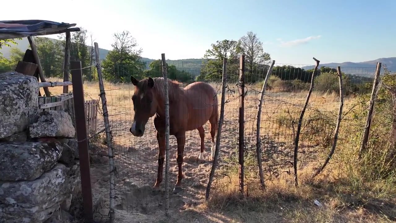 Bellissimo cavallo marrone che solleva polvere con la zampa posteriore in un campo di campagna rustico al tramonto