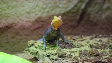 a vibrant lizard with a yellow head rests on a rock in a terrarium the video features a colorful lizard with a bright yellow head resting on a rock in a terrarium showcasing its natural behavior and colors
