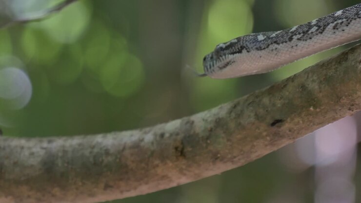 Schlange jagt in üppiger Regenwaldumgebung – Diamantpython