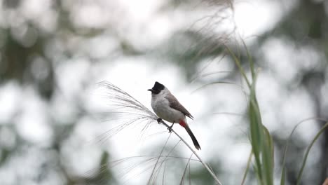 pájaro bulbul con cabeza de hollín posado encima de la hierba con fondo bokeh y volar lejos