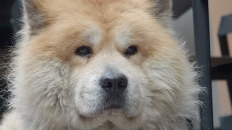 close-up portrait of a fluffy chow chow dog