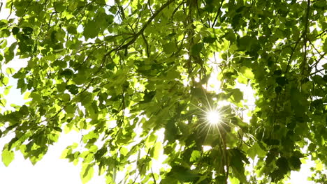 sunlight through the leaves