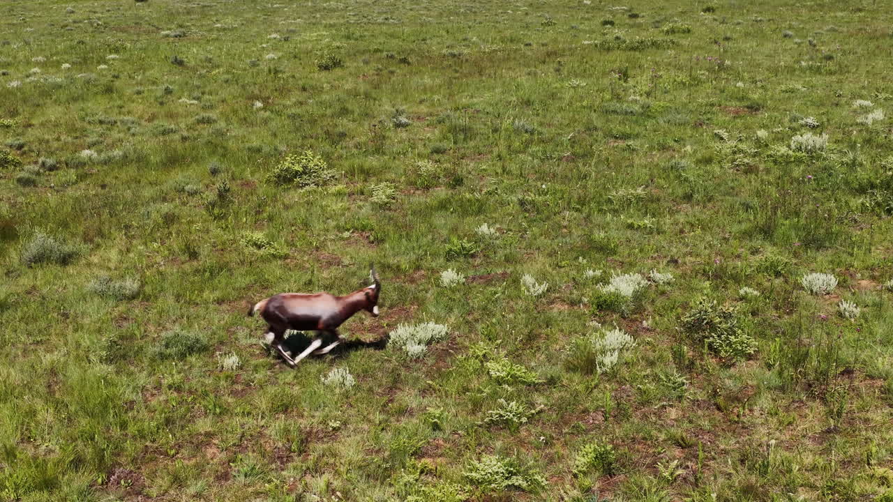 Ariete blesbok che urina per marcare il territorio, poi scappa su un campo verde, ripresa aerea.