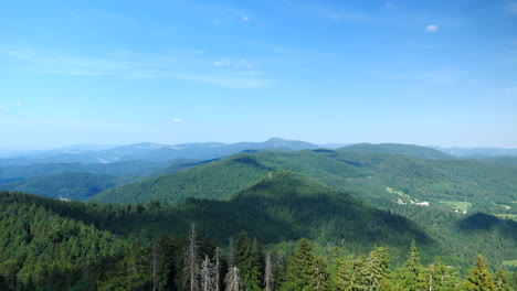 aerial pan right shot of black forest on sunny day