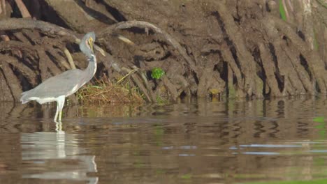 Dreifarbiger-Reiher,-Der-Fische-Am-Strandufer-Mit-Mangroven-Im-Hintergrund-In-Zeitlupe-Fängt-Und-Isst