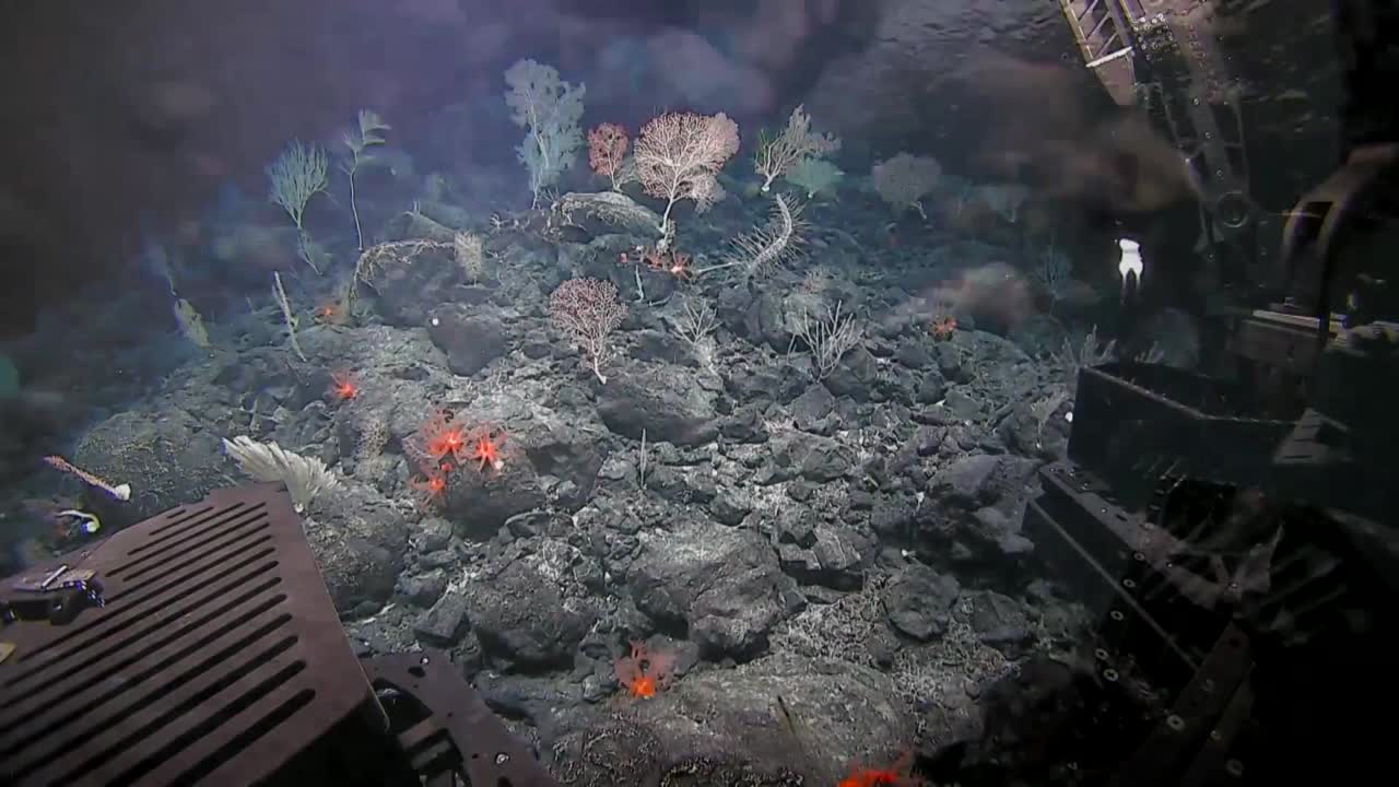 exploraciones de aguas profundas en hohonu moana muestra la vida marina 10 de marzo de 2016