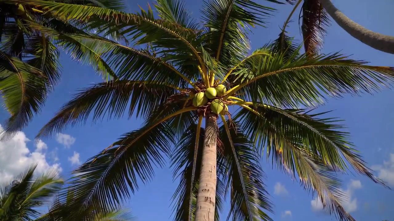 Vista dal basso di una palma con noci di cocco su una spiaggia soleggiata
