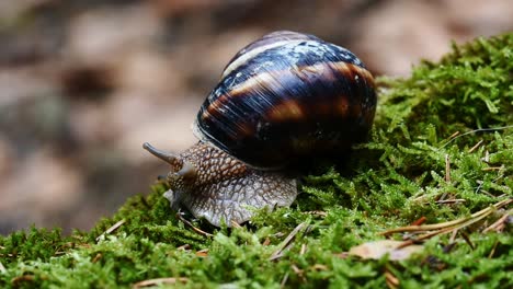 Helix-Lucorum--Caracol-Moviendo-La-Cabeza-Y-Los-Ojos-Lentamente-Sobre-Musgo-Verde