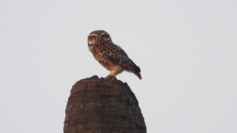 owl sitting on tree