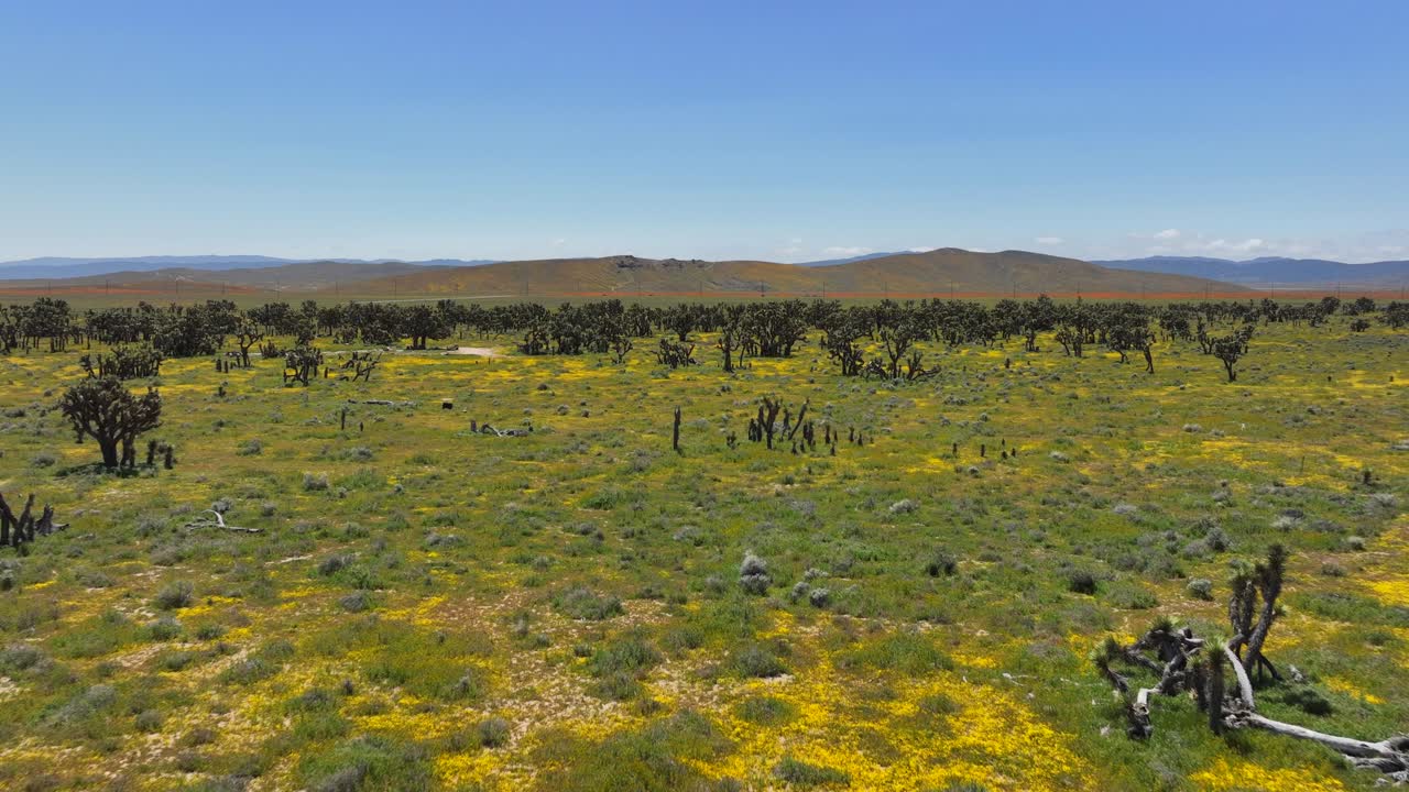 panorámico sobrevuelo aéreo de un bosque de árbol de josué con flores silvestres de primavera en el desierto de mojave