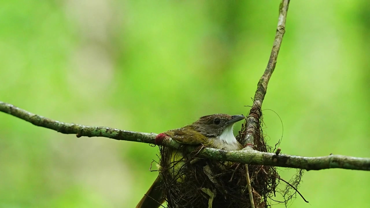 the mother grey-ckeeked bulbul bird protecs her child from the rain in the nest