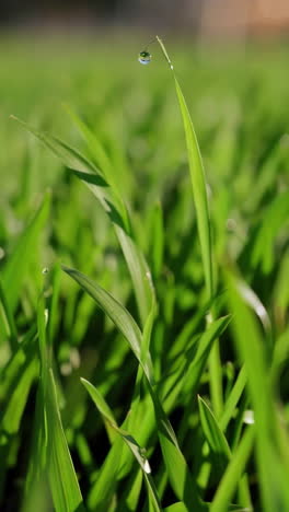 close-up view of dewy grass