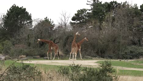 familia de jirafas en un hermoso parque zoológico, mamíferos africanos, safari en la naturaleza