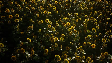 Sonnenblumenfeld-Und-Bewölkter-Himmel