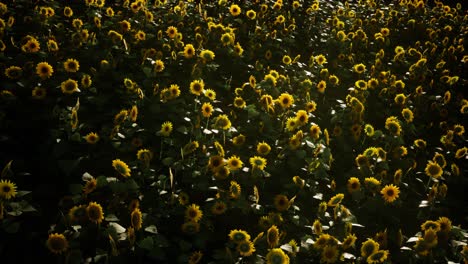 campo de girasoles y cielo nublado
