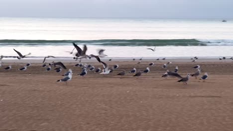 Amanecer-En-La-Playa,-Las-Gaviotas-Se-Despiertan-Y-Despegan-Para-El-Primer-Vuelo-Del-Día,-Obertura-Armoniosa-A-La-Belleza-Que-Se-Desarrolla-Durante-El-Día-En-La-Costa-Del-Mar.