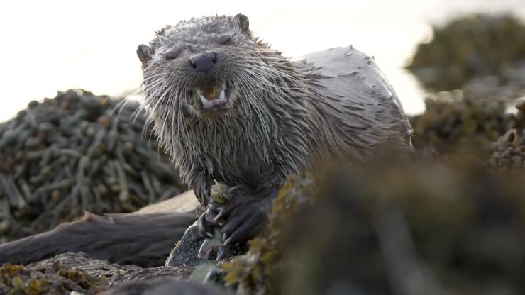 Amazing close up on a Shetland otter with wet fur eating a crab on the shore