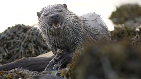 amazing close up on a shetland otter with wet fur eating a crab on the shore