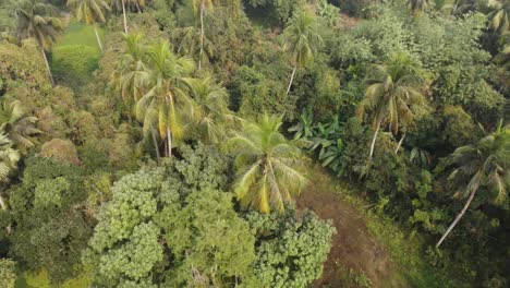 ariel view shot of jungle or forest