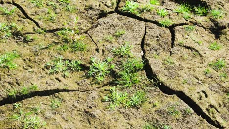 Nahaufnahme-Von-Ausgedörrter-Erde-Mit-Rissen-Und-Spärlichem-Grünem-Gras,-Was-Auf-Dürre-Und-Widerstandsfähigkeit-Hindeutet