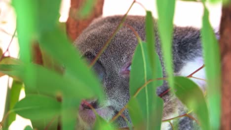 Peeking-through-the-leaves,-capturing-a-close-up-shot-of-a-male-koala,-phascolarctos-cinereus-resting-on-the-tree-with-eyes-wide-open