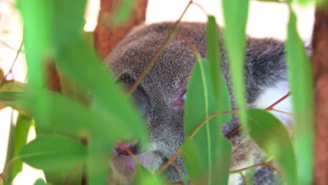 mirando a través de las hojas, capturando un primer plano de un koala macho, phascolarctos cinereus descansando en el árbol con los ojos bien abiertos