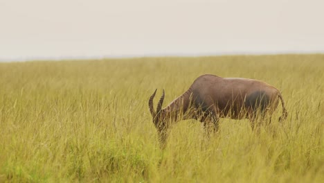 Topi-Steht-Zwischen-Hohem-Gras-In-Der-Weiten,-Offenen-Savanne-Des-Massai-Mara-Nationalreservats,-Afrikanische-Tierwelt-In-Kenia,-Afrikanische-Safaritiere-Im-Naturschutzgebiet-Masai-Mara-Nord