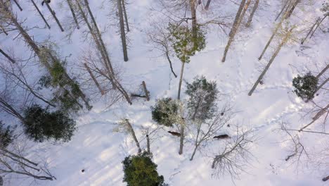 Three-deer-walking-through-a-windy-forest-with-one-acting-agressively-AERIAL