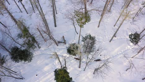 tres ciervos caminando por un bosque ventoso con uno actuando agresivamente aéreo