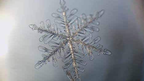 Snowflake-ice-crystals-stellar-dendrites-under-microscope-macro-large-magnification-close-up