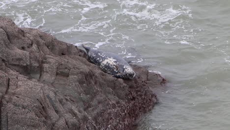 single grey seal, halichoerus grypus, hauled out on rock during a rising tide