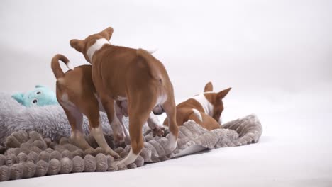 basenji puppy dog have fun and play together slow motion close up