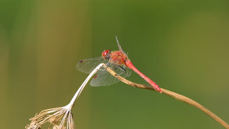 Scarlet-Dragonfly-(Crocothemis-erythraea)-is-a-species-of-dragonfly-in-the-family-Libellulidae.-Its-common-names-include-broad-scarlet,-common-scarlet-darter.