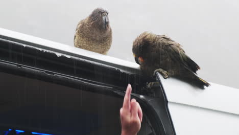 un hombre interactuando con un curioso pájaro kea mordisqueando el revestimiento de goma de una puerta de furgoneta en nueva zelanda
