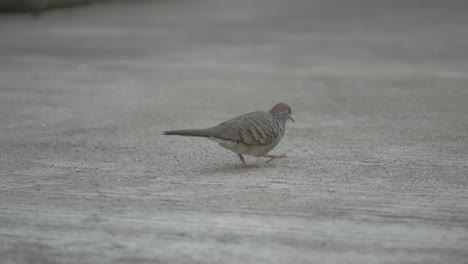 paloma, paloma paloma tailandesa, paloma tailandesa