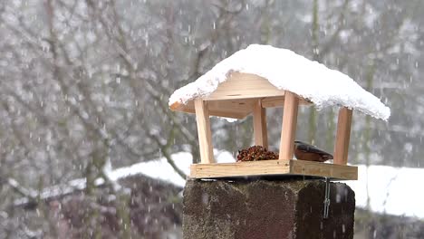 eurasian nuthatch flies into a bird feeder to peck birdseed while it is snowing