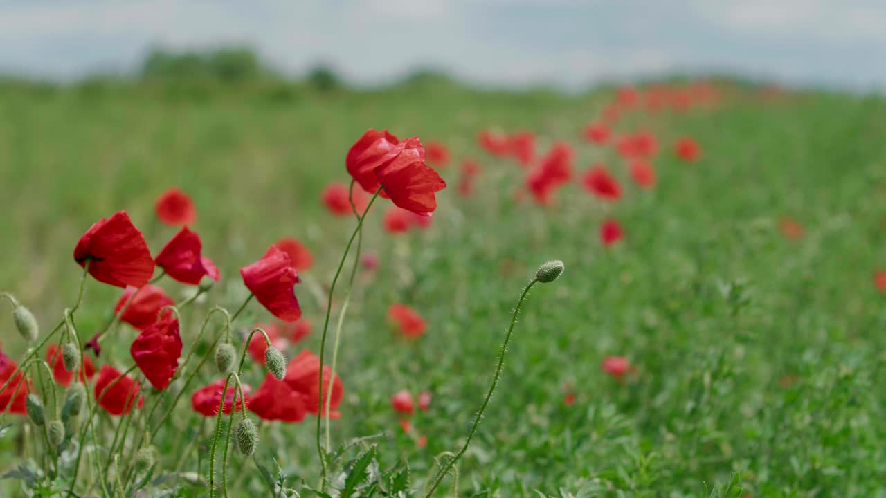 flores de amapola moviéndose en el viento en el campo de hierba, de cerca