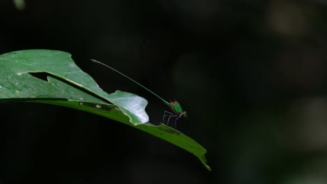 seen perched on a leaf facing to the right, a caterpillar is under the leaf, wind blows